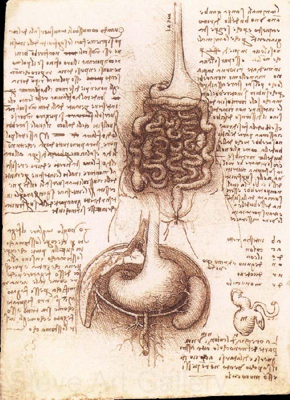 LEONARDO da Vinci Anatomical drawing of the stomach and the intestine France oil painting art